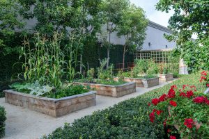 Community garden with raised planter boxes growing vegetables.